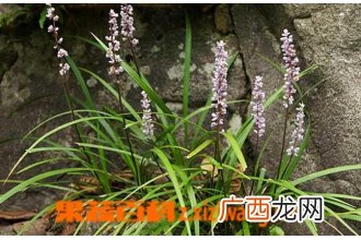 什么是麦冬草 麦冬草的养殖方法技巧