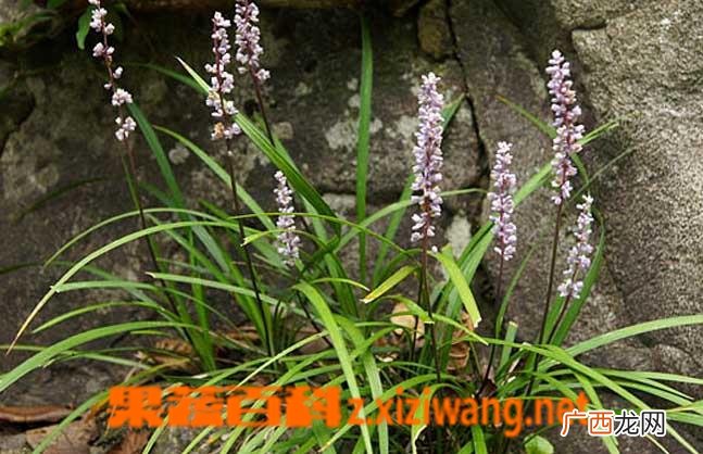 什么是麦冬草 麦冬草的养殖方法技巧