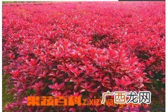 红叶石楠如何养 红叶石楠的养殖方法