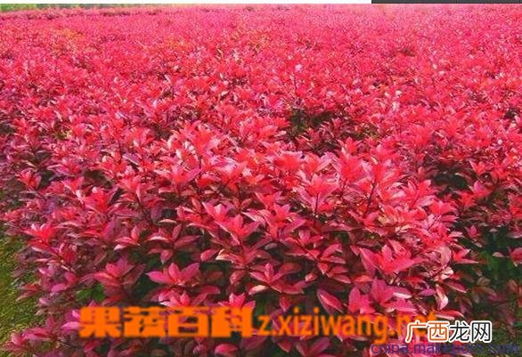 红叶石楠如何养 红叶石楠的养殖方法