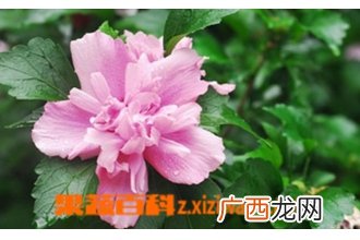 木槿花如何养 木槿花的养殖方法技巧