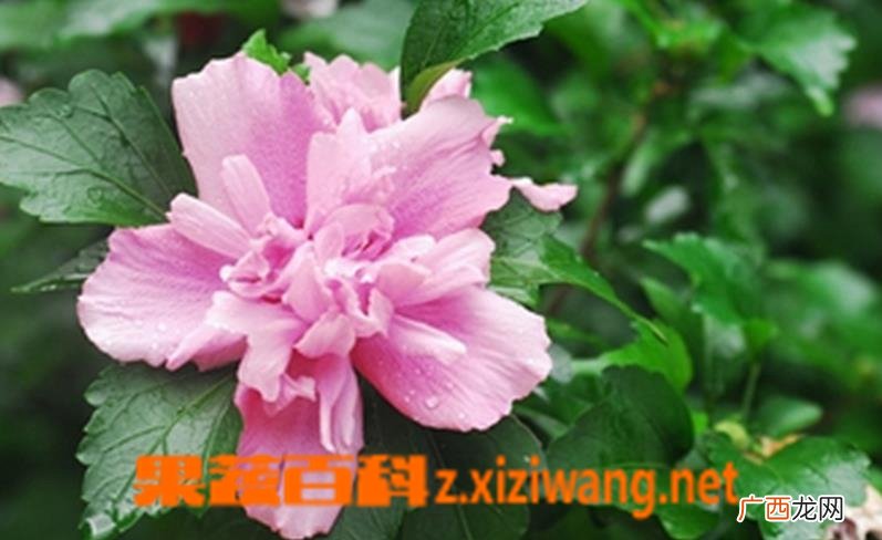 木槿花如何养 木槿花的养殖方法技巧