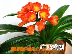 大花君子兰的繁殖和栽培技术