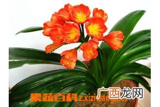 大花君子兰的繁殖和栽培技术