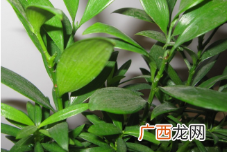竹柏的功效与作用 竹柏的养殖方法