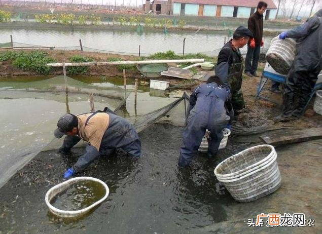 合作种植包回收项目 合作养殖回收项目