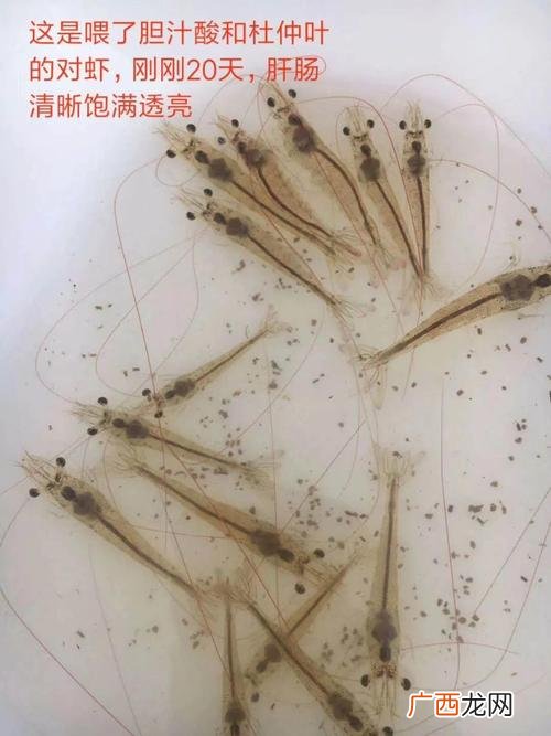 慢性肠炎 对虾养殖中肠炎治疗