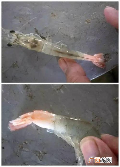 慢性肠炎 对虾养殖中肠炎治疗