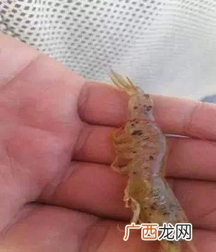 慢性肠炎 对虾养殖中肠炎治疗