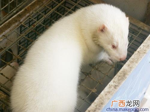 为什么毛皮动物不适合南方养殖 毛皮哺乳动物养殖