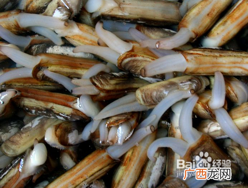 无土养殖 蛏 无土养殖