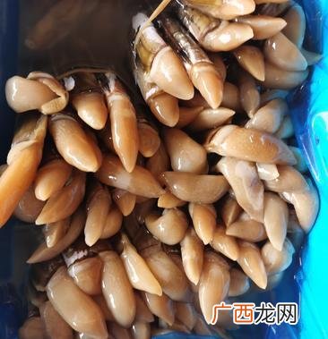 无土养殖 蛏 无土养殖