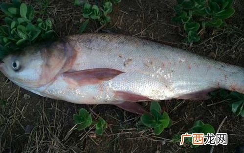 鲢鳙养殖密度 池塘主养鳙鱼养殖密度