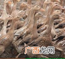 养殖蛋鸭子的成本及利润 2017蛋鸭养殖行情预测