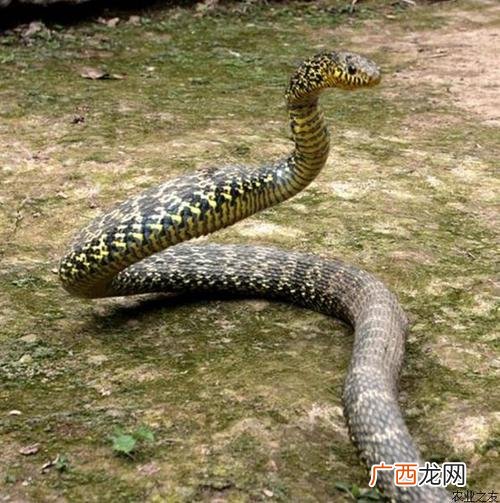眼镜王蛇怕大王蛇 2o16大王蛇养殖前景