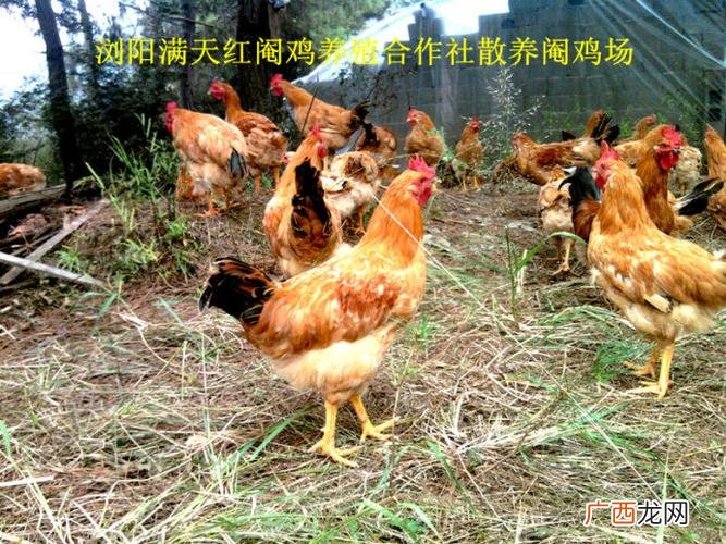 多少日龄阉鸡最好 阉鸡养殖饲料