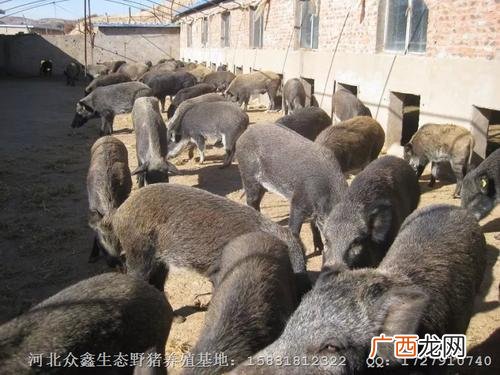 安徽庐江野猪养殖 安徽养殖野猪的地方