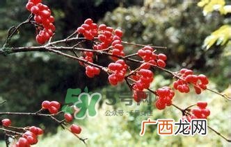 怎么看男人肾好不好？男人肾虚吃什么调理？