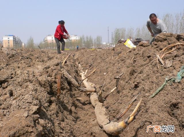 什么季节种什么农作物 现在季节适合种什么农作物