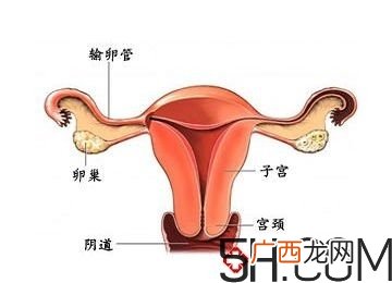 子宫畸形有哪些？子宫畸形有什么影响？