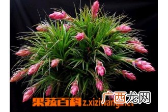 鸿运当头花怎么种
