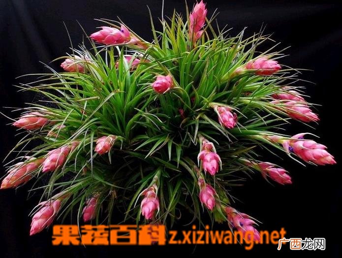 鸿运当头花怎么种