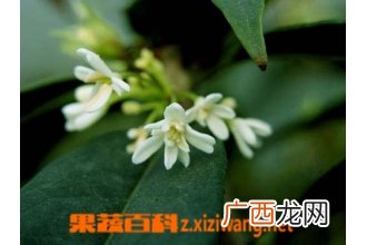 日香桂的繁殖技巧和栽培技术