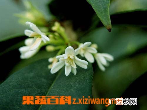日香桂的繁殖技巧和栽培技术