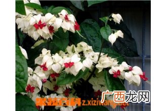 龙吐珠花是什么 龙吐珠花的养殖方法