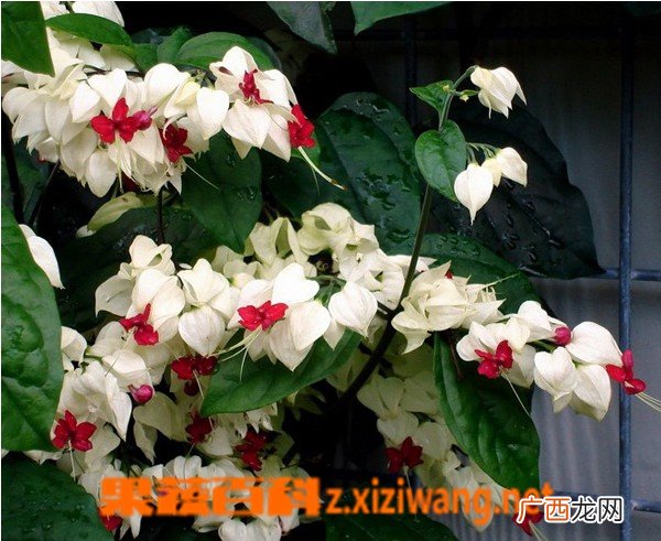 龙吐珠花是什么 龙吐珠花的养殖方法
