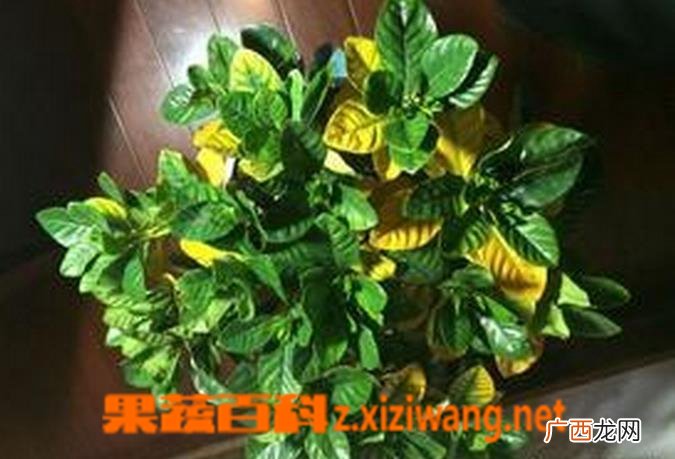 栀子花叶子发黄图解 栀子花叶子发黄是什么原因