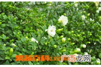 蝴蝶兰如何养殖 蝴蝶兰的养殖方法
