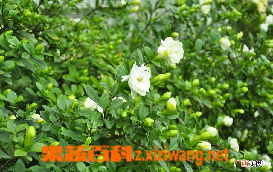 蝴蝶兰如何养殖 蝴蝶兰的养殖方法