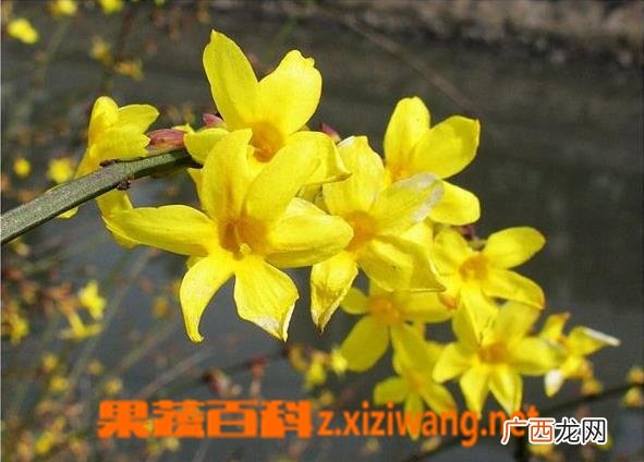 如何防治迎春花的常见病害