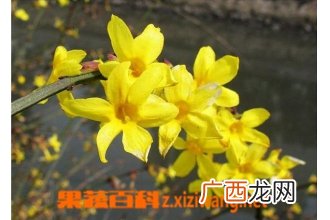 如何防治迎春花的常见病害