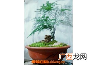 文竹盆景的制作与养护方法教程