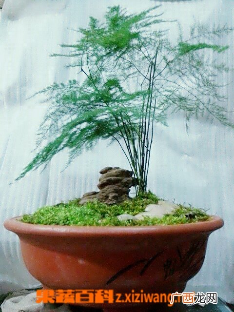 文竹盆景的制作与养护方法教程
