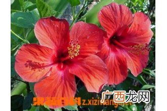 大红花 扶桑的养殖方法和技巧