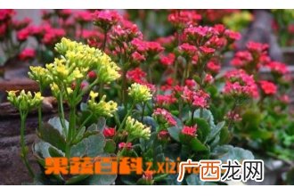 长寿花叶子变软怎么回事