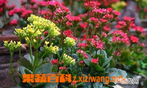 长寿花叶子变软怎么回事