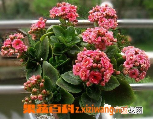 长寿花如何养殖 长寿花的养殖方法技巧
