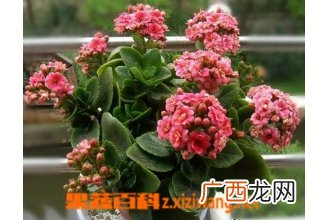 长寿花如何养殖 长寿花的养殖方法技巧