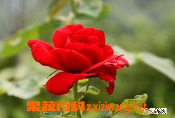 月季花白粉病的症状 月季花白粉病的防治