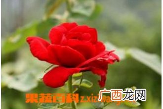 月季花白粉病的症状 月季花白粉病的防治