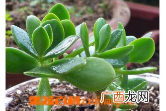 景天树 燕子掌的养殖养护方法和技巧