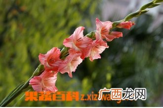 剑兰的养殖方法和注意事项