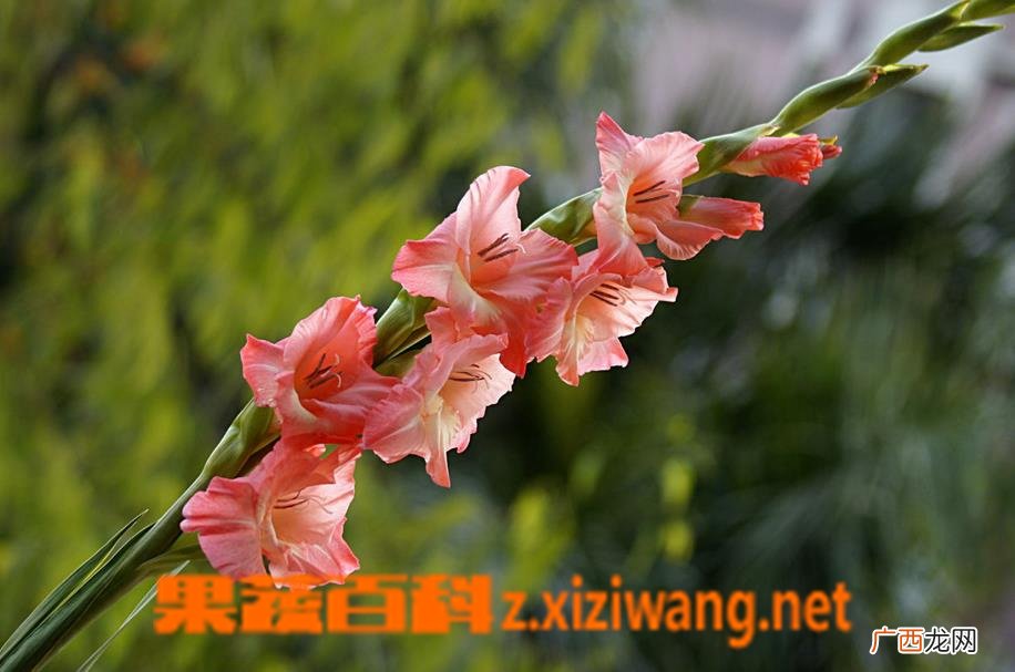 剑兰的养殖方法和注意事项