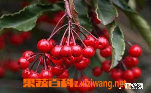 朱砂根如何养 朱砂根的养殖方法