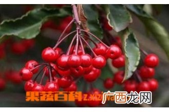 朱砂根如何养 朱砂根的养殖方法