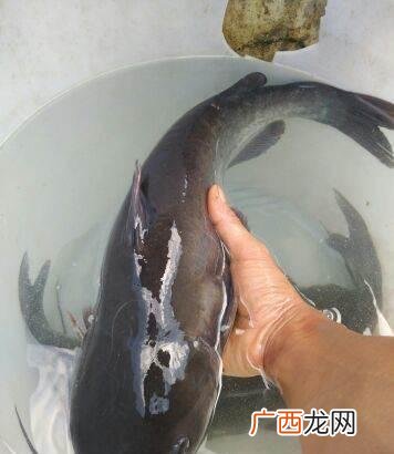 2022年叉尾鮰鱼行情 叉尾鱼养殖技术
